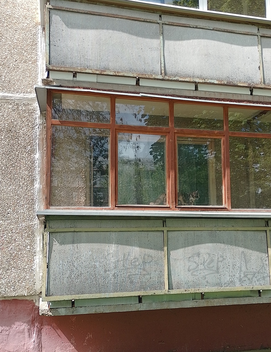 Фото автора. Найди кота :)