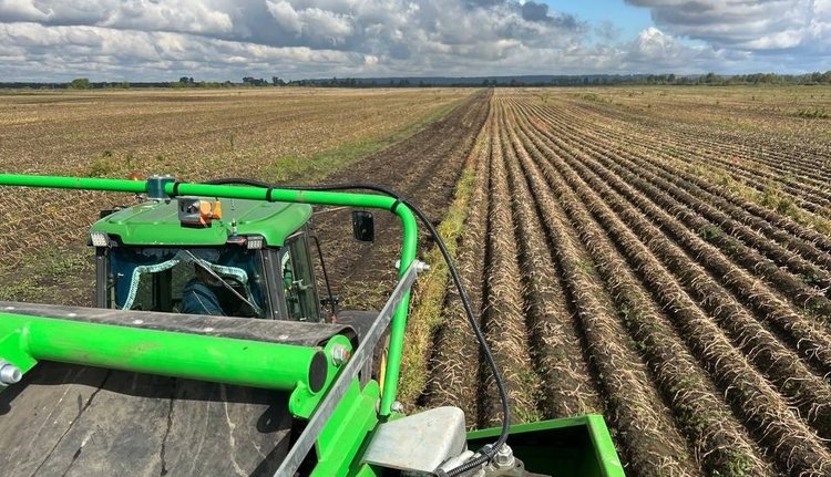    В хозяйстве Томской области решили посадить новый ультраранний сорт картофеля