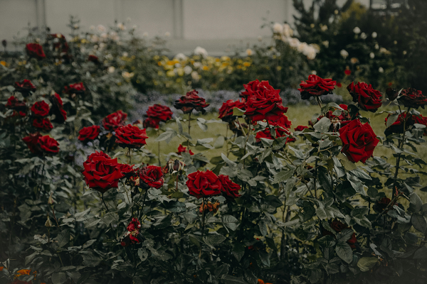 Фотограф: Irina Iriser: https://www.pexels.com/ru-ru/photo/974871/