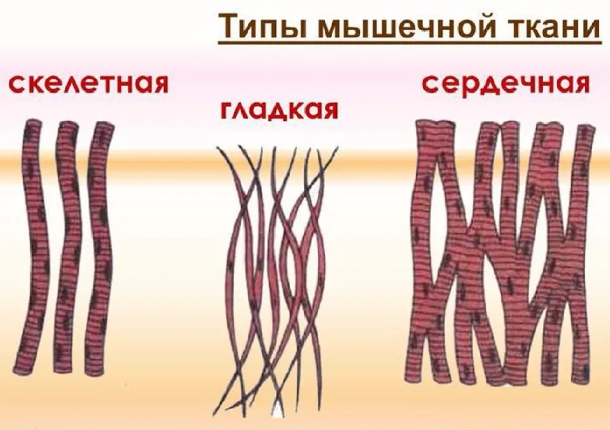 Сердечная мышца по очевидным причинам - самая прокачанная и оснащенная массой полезных мышечных прибамбасов. 