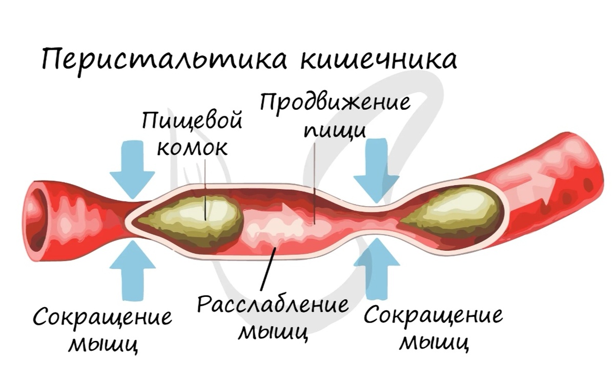 Перистальтика участка тонкой кишки. 