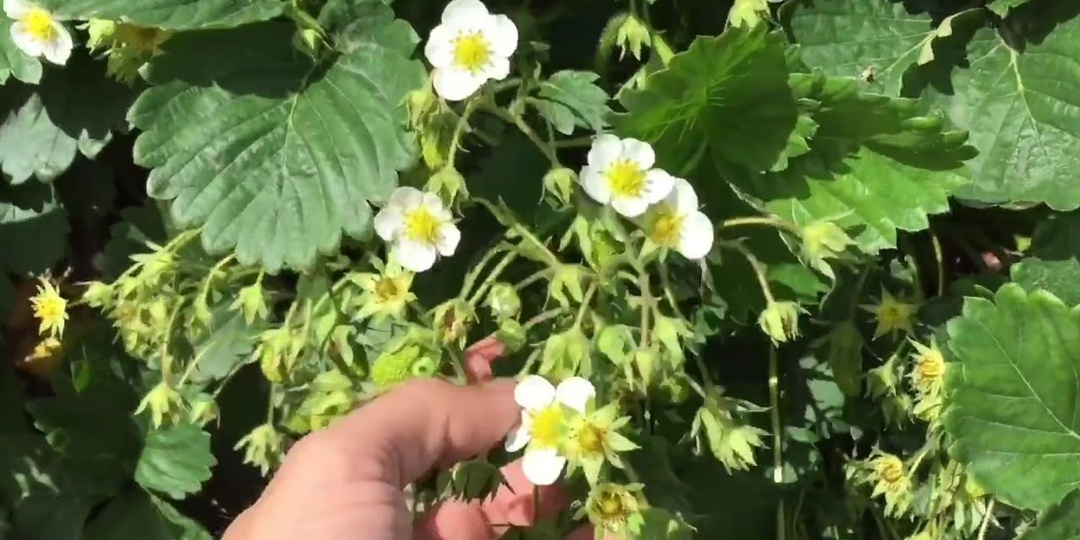 Клубника зацвела: правильная подкормка, чтобы получить обильный урожай