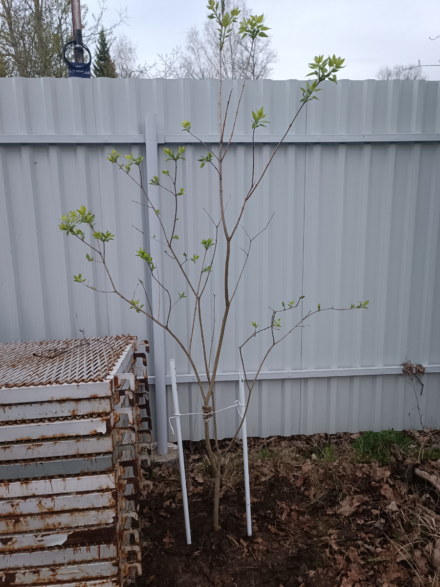 Первый кустик