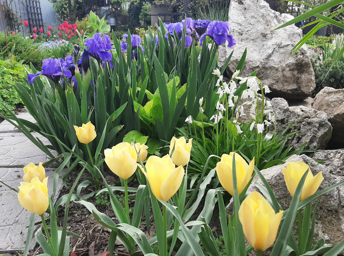 На переднем плане тюльпан Bright Gem (2 фото)