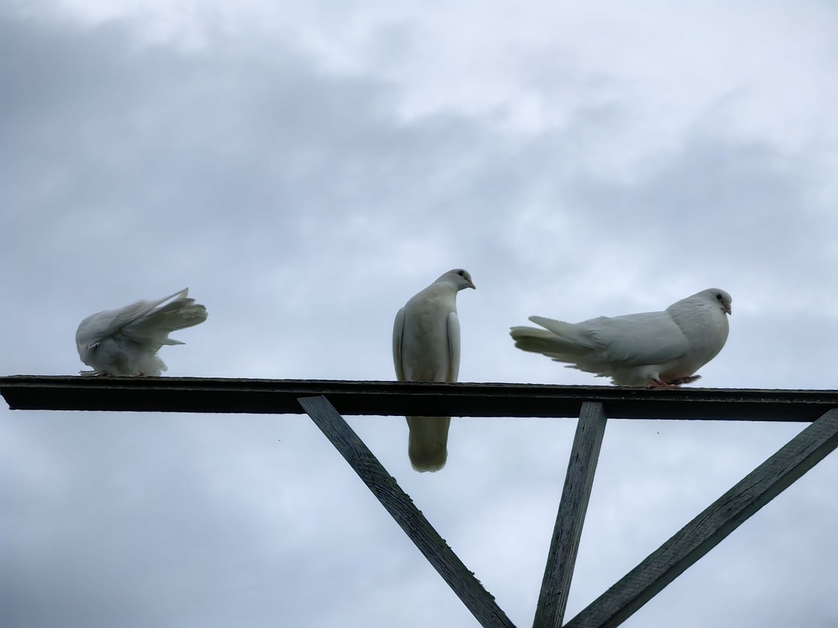 Каста привилегированных 