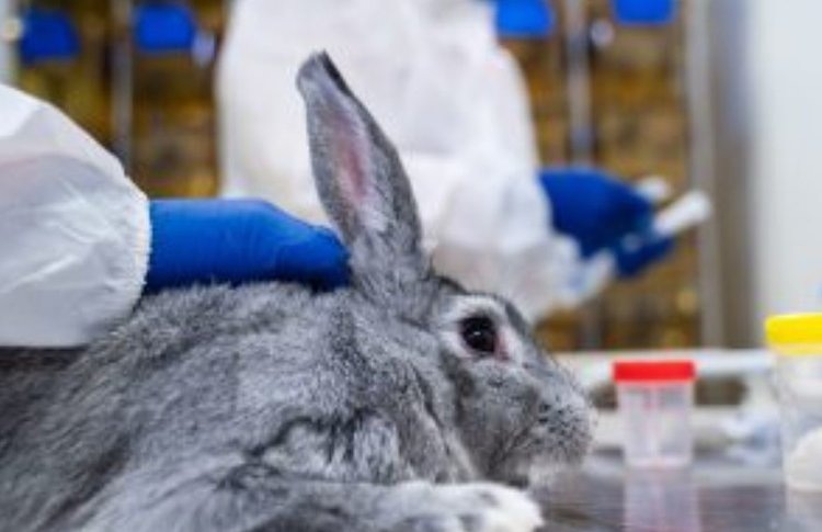    ВНИИЗЖ зарегистрировал новую вакцину от миксоматоза у кроликов