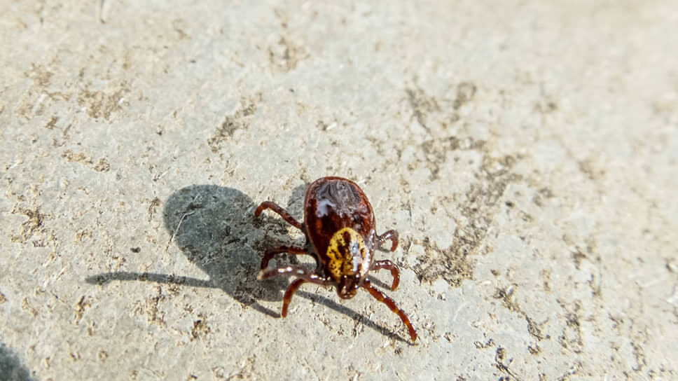 Фото: Игорь Елисеев / Коммерсантъ