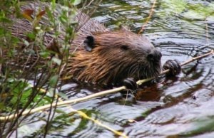    Фото: Минприроды Новосибирской области