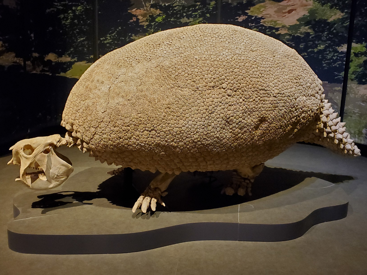 Глиптодонт. Источник: https://golnk.ru/O5yN6