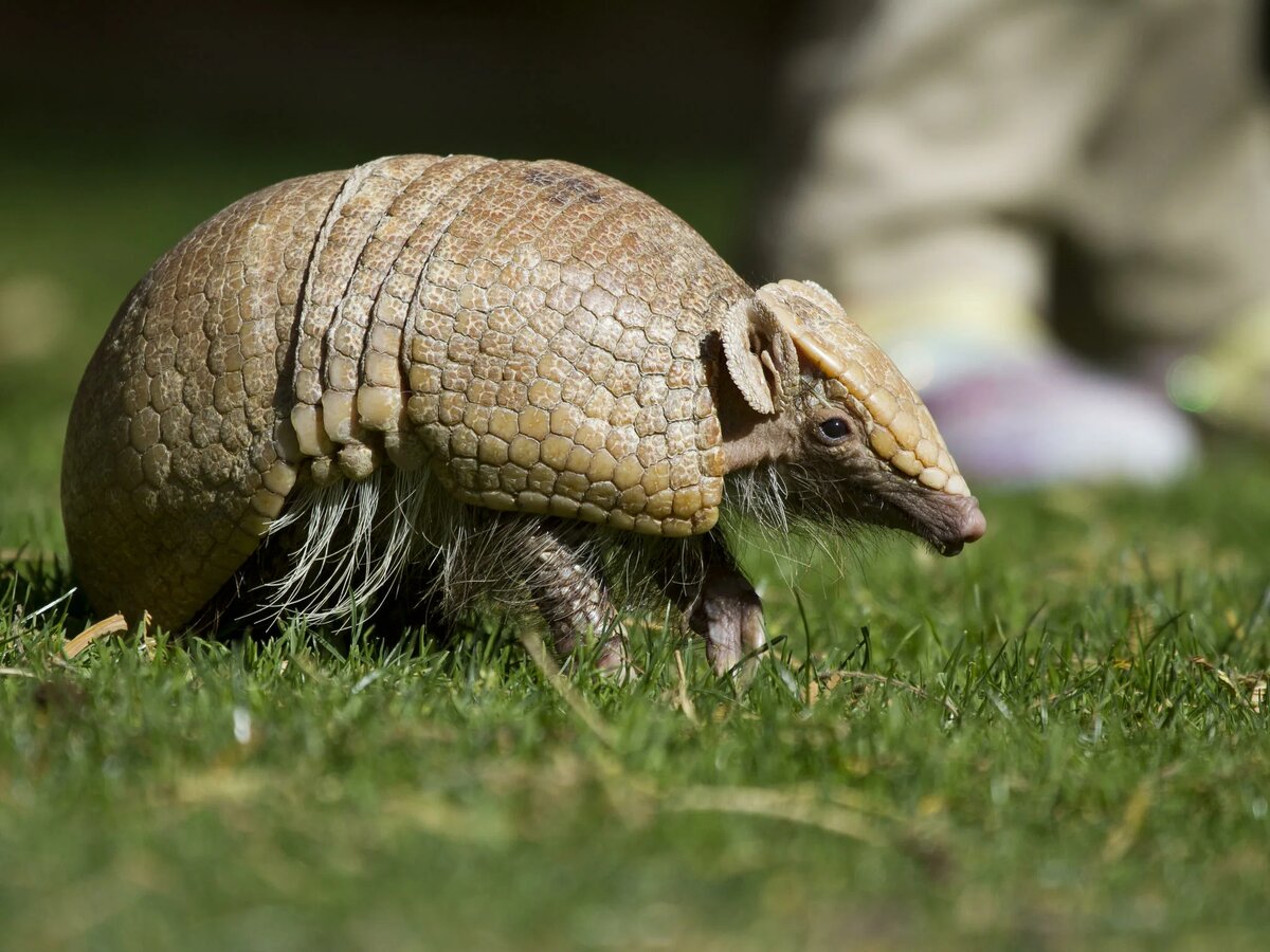 Современный броненосец. Источник: https://golnk.ru/93wq6