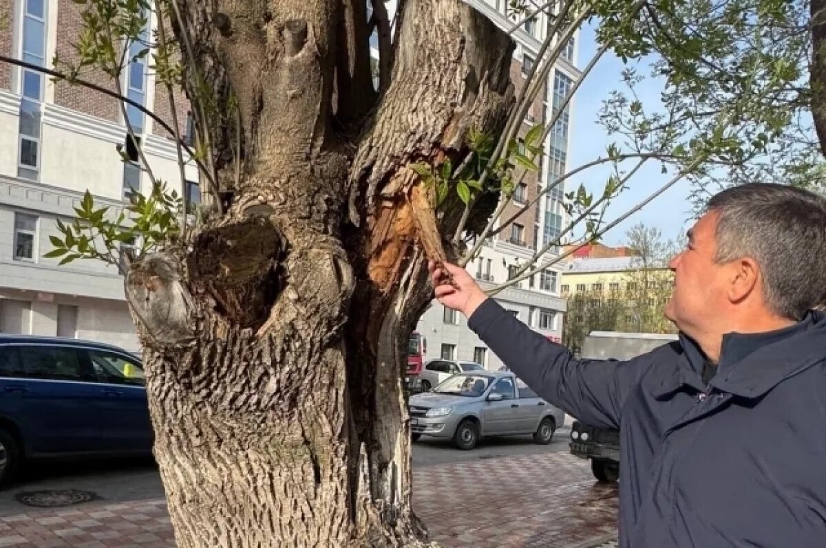    Чиновники Уфы объяснили вырубку деревьев на ул. Свердлова