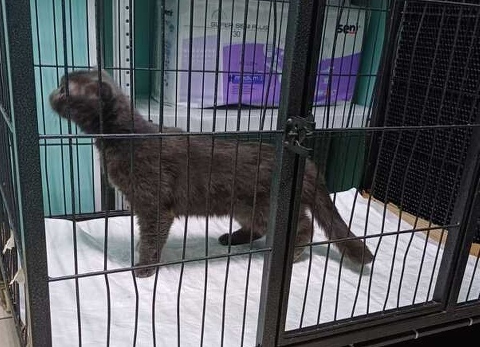 В таком состоянии кошка поступила в приют, пугаясь каждого шороха. Фото опубликовано «КП-Красноярск» из архива приюта «Золотое сердце»