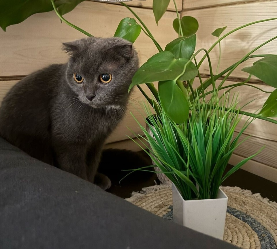 Теперь у Маруси новое имя и новая жизнь. Фото опубликовано «КП-Красноярск»