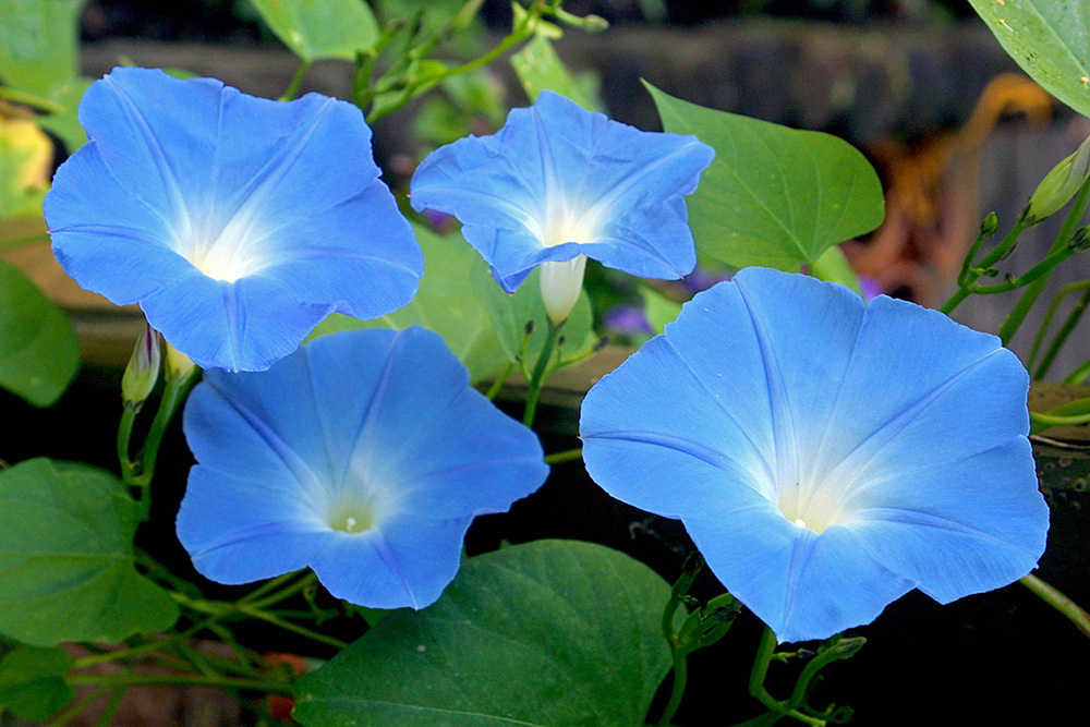 Ипомея трёхцветная (листайте далее)