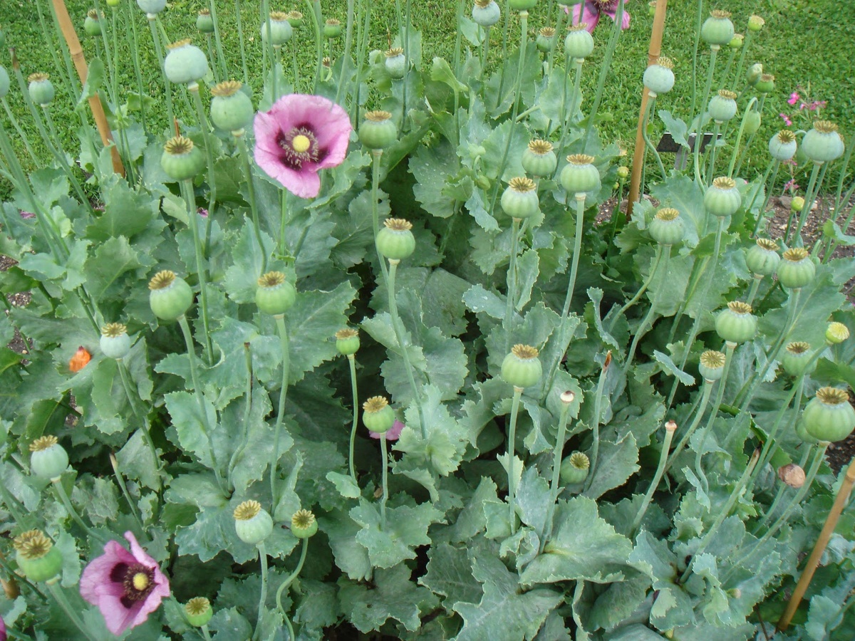 Мак снотворный