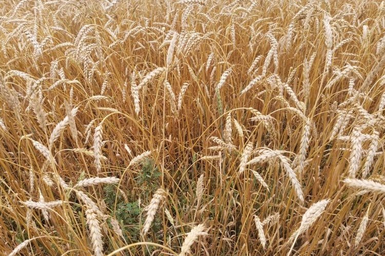    12 мая мир отмечает Международный день охраны здоровья растений