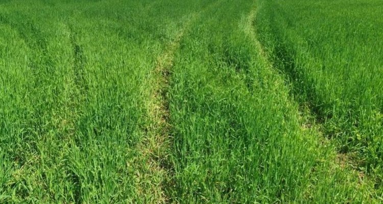    Где в России потенциально высок риск пересева 2025