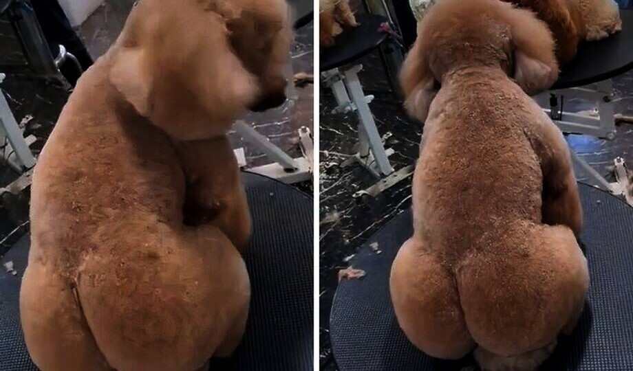 15 примеров, когда стрижка у грумера пошла не по плану