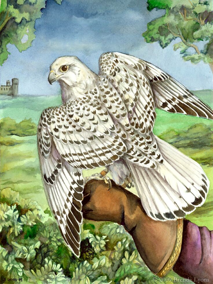 Для меня то, что хищные птицы приручаются и служат человеку, гораздо удивительнее дрессировки дельфинов.