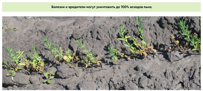 Поражение льна масличного фузариозом.