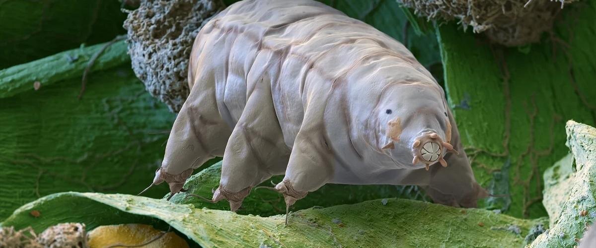 Знакомьтесь, тихоходка! Этот микро-терминатор выживет там, где мы не продержимся и секунды. 