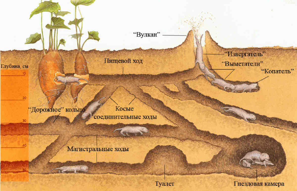 Подземные жители, которые не чувствуют боли, почти не стареют и подчиняются королеве. Голые землекопы – настоящие уникумы!