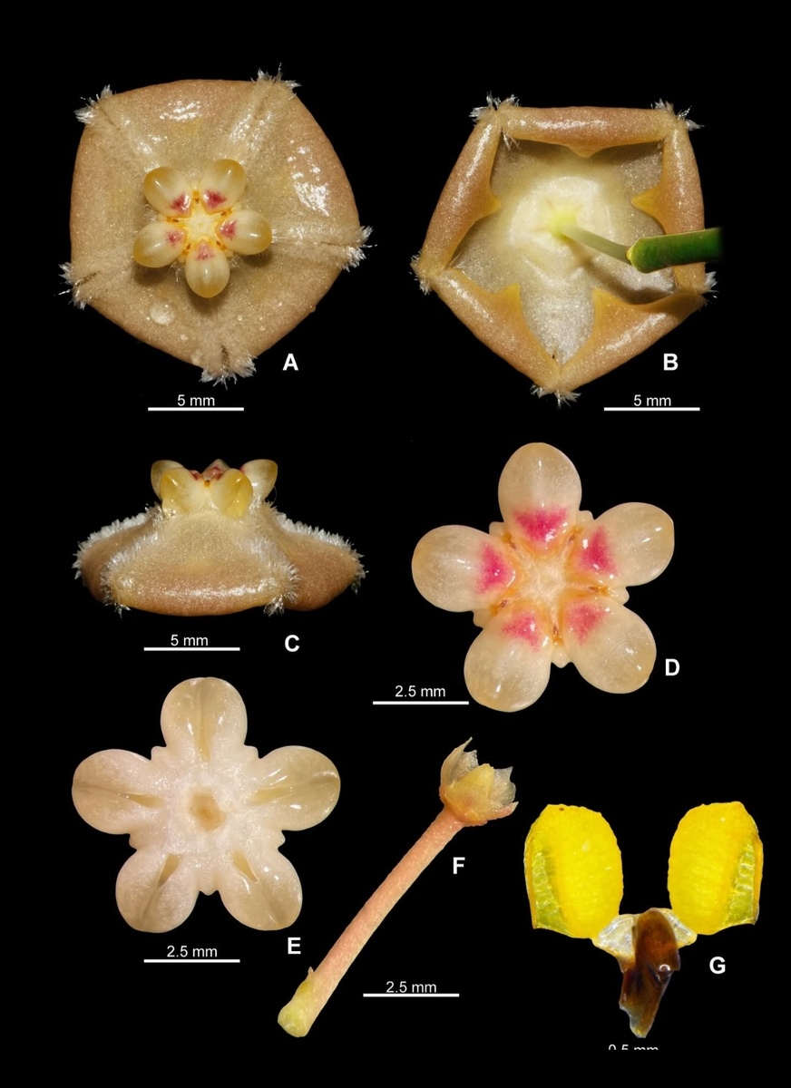 Hoya biruensis Rodda & S.Rahayu, sp. nov (фото: M. Rodda/Nordic Journal of Botany. DOI: doi.org/10.1002/njb.04787)