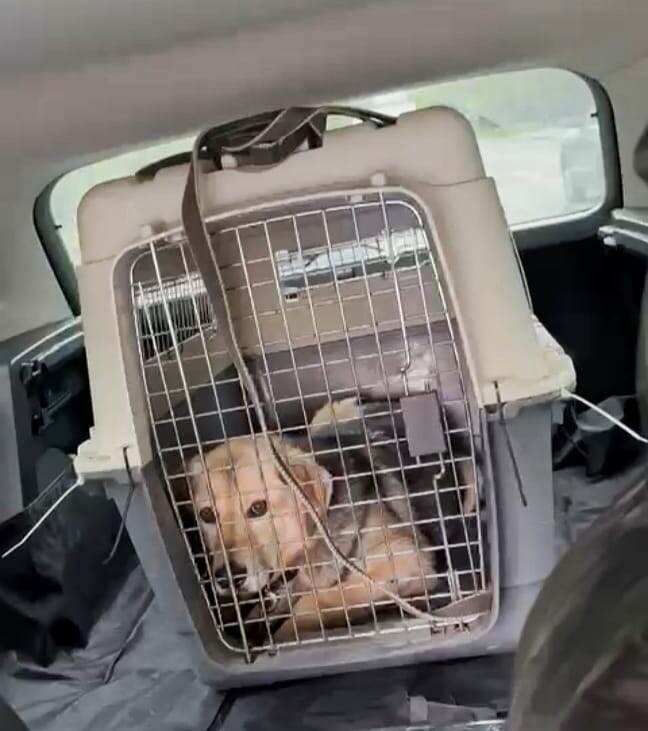 приехал из приюта в ветклинику