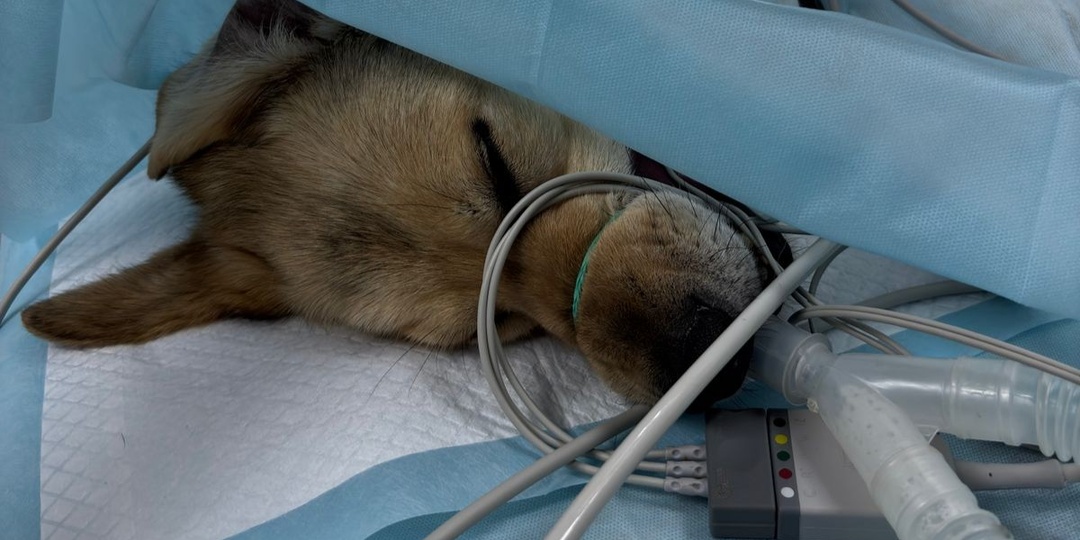 Рвутся связки. Орудия пыток на каждом шагу в инновационном московском приюте