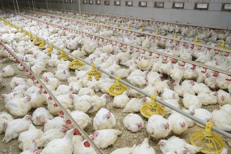    Агрохолдинг Виктора Наурузова концентрируют активы