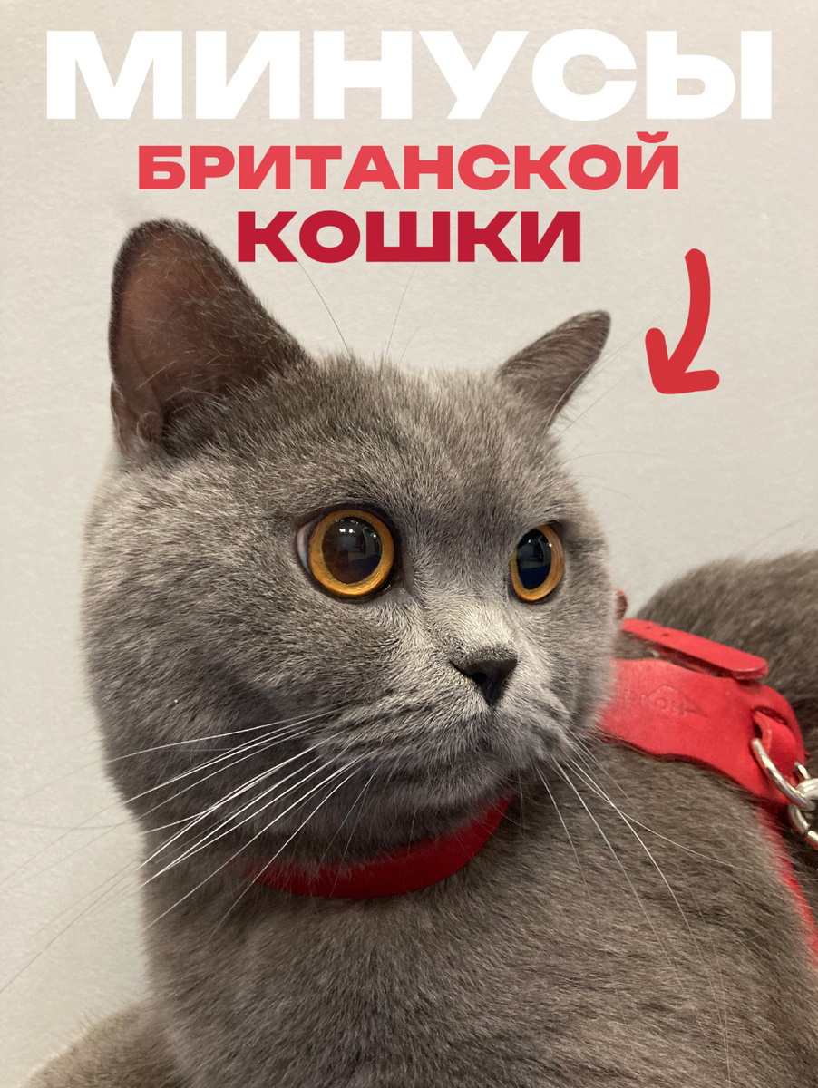 Все привет! Сегодня мы с вами обсудим главные минусы британских кошек. В этой статье вы узнаете много интересного, а также то, о чем не хотят рассказывать заводчики британцев. Садитесь по удобнее и мы начинаем!