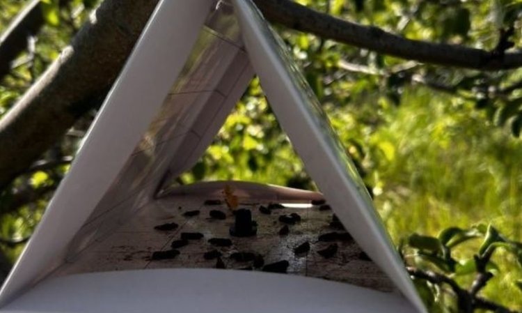    В Самарской области зафиксирован массовый лет яблонной плодожорки