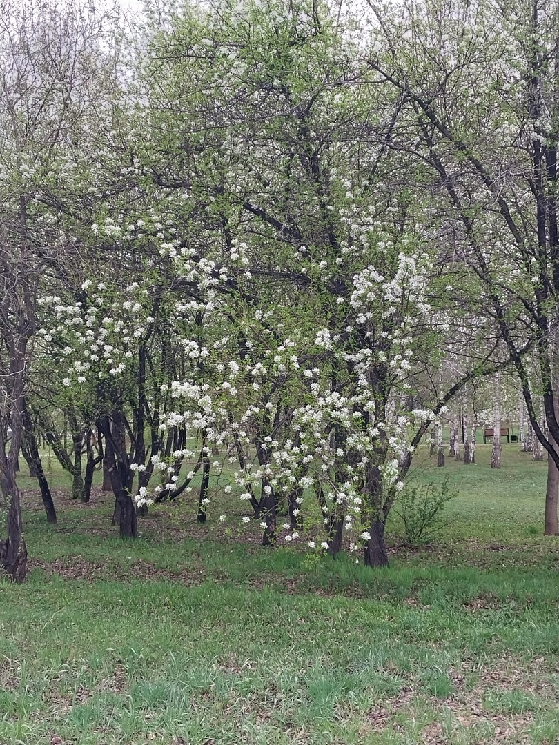 у нас цветут груши - кажется, что деревья украшены белым... то ли рисом, то ли попкорном!