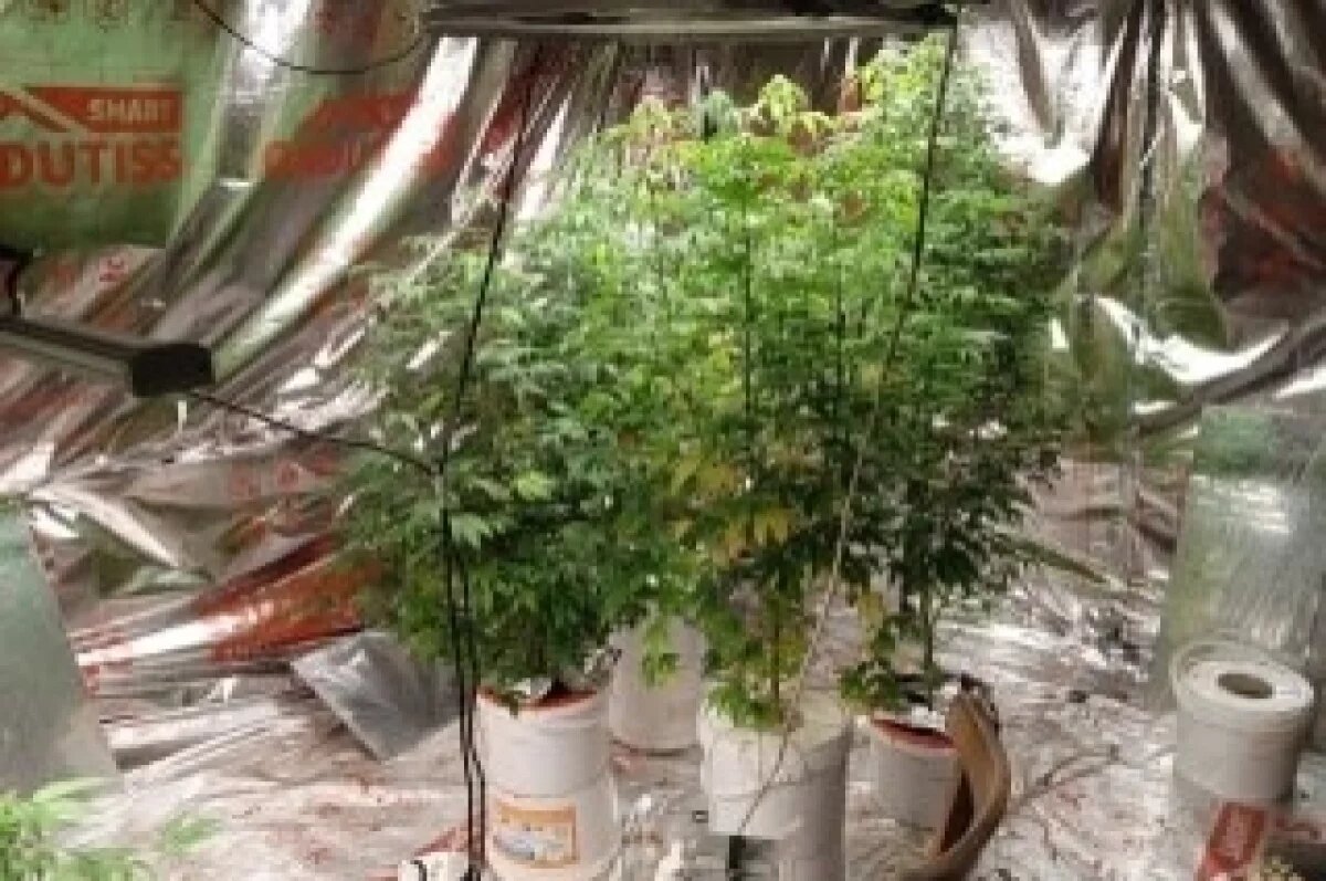    В Самарской области задержаны трое гроуверов