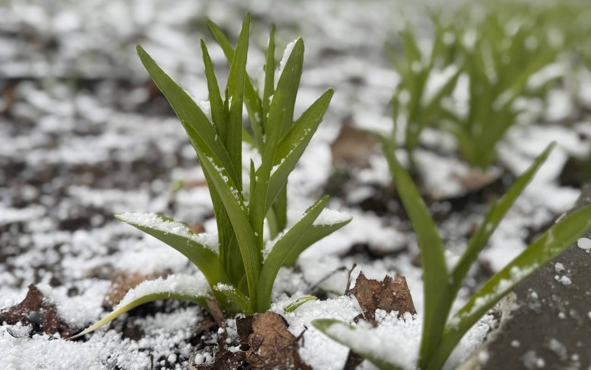    Погода не спешит порадовать курян