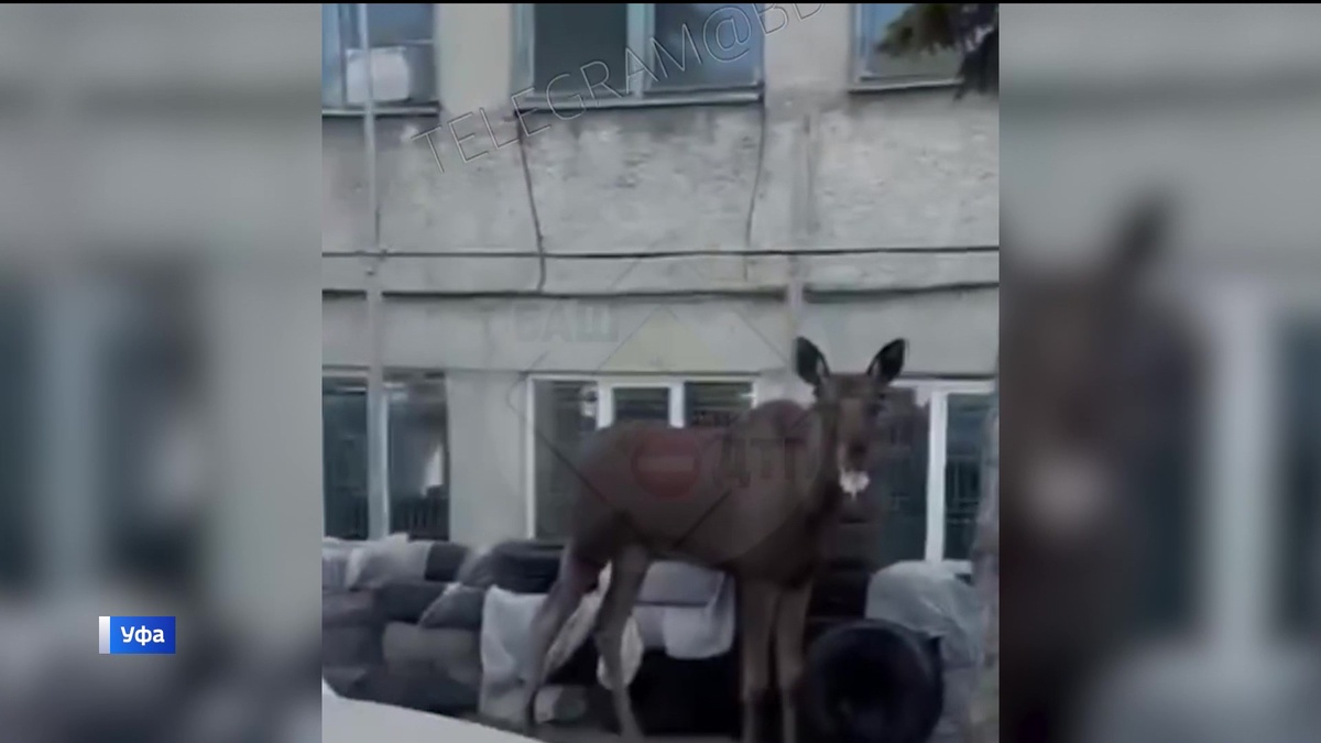    В Уфе поймали лося