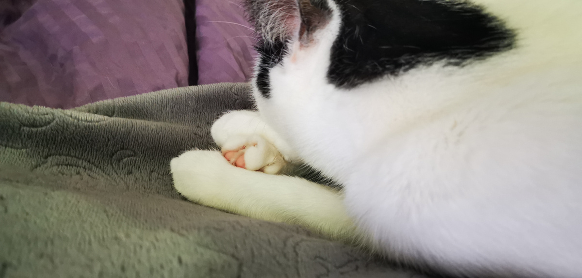 Барсик и фига