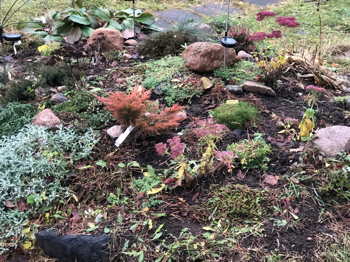 Моя альпийская горка, ноябрь 2024