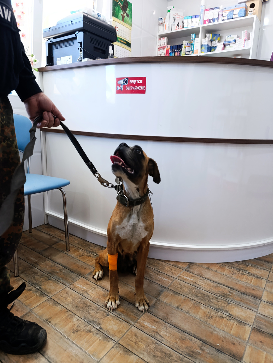 Мать, пора на когтитюр!