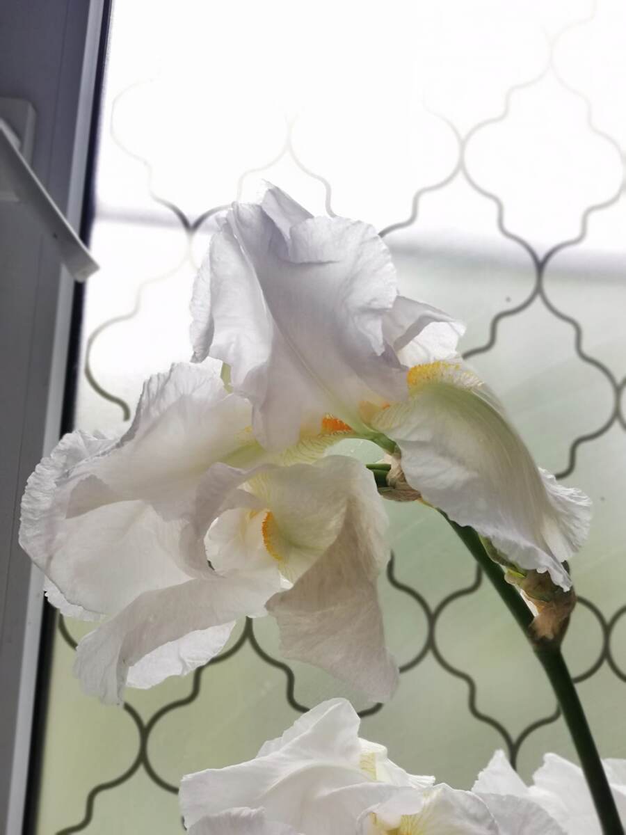 На моем окне один из упавших ирисов