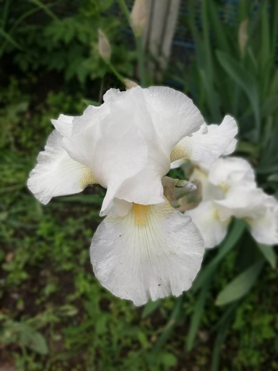 Почему-то мне достались в основном белые)