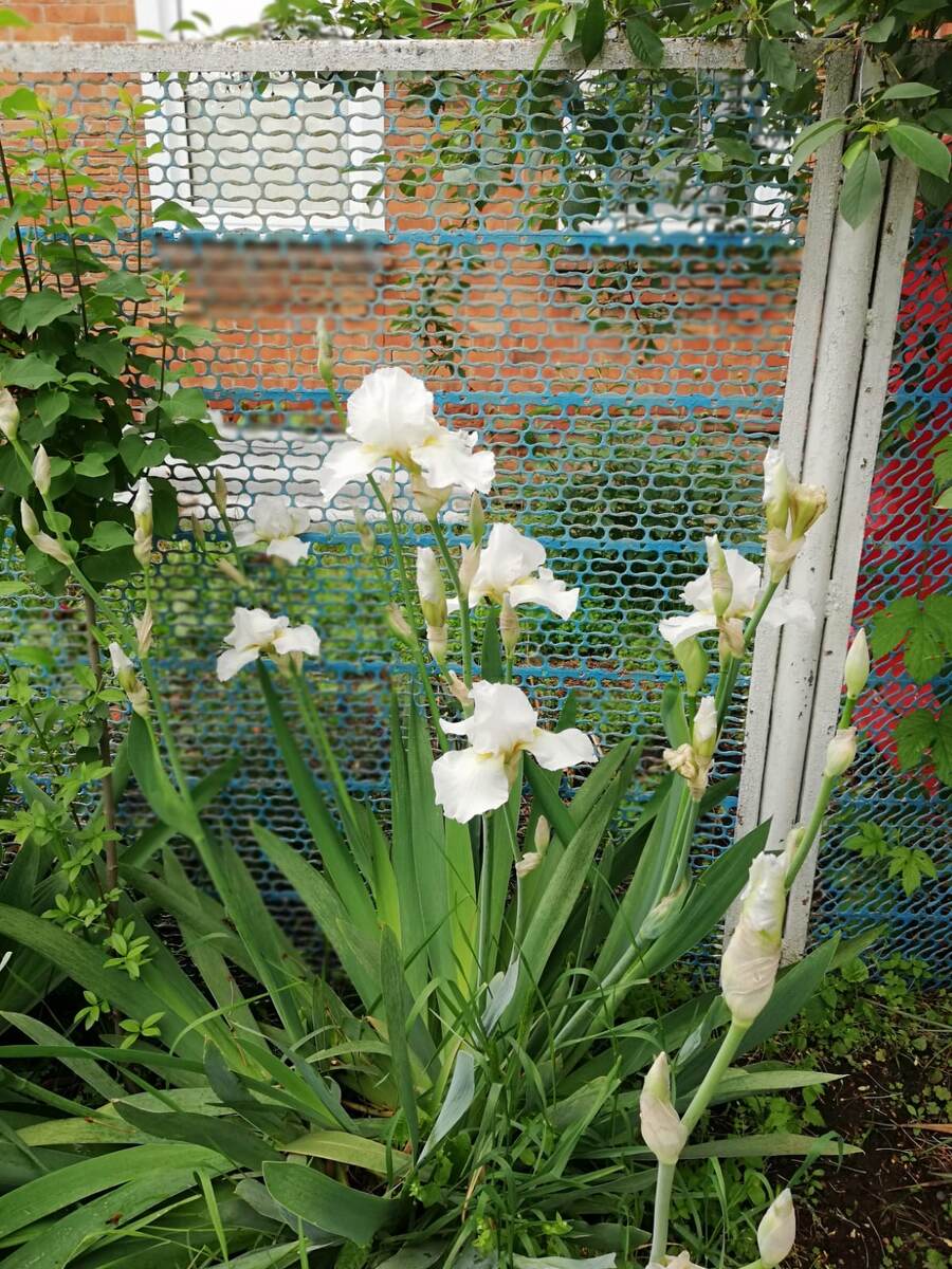 Стебли тяжелые, до 130 см в высоту