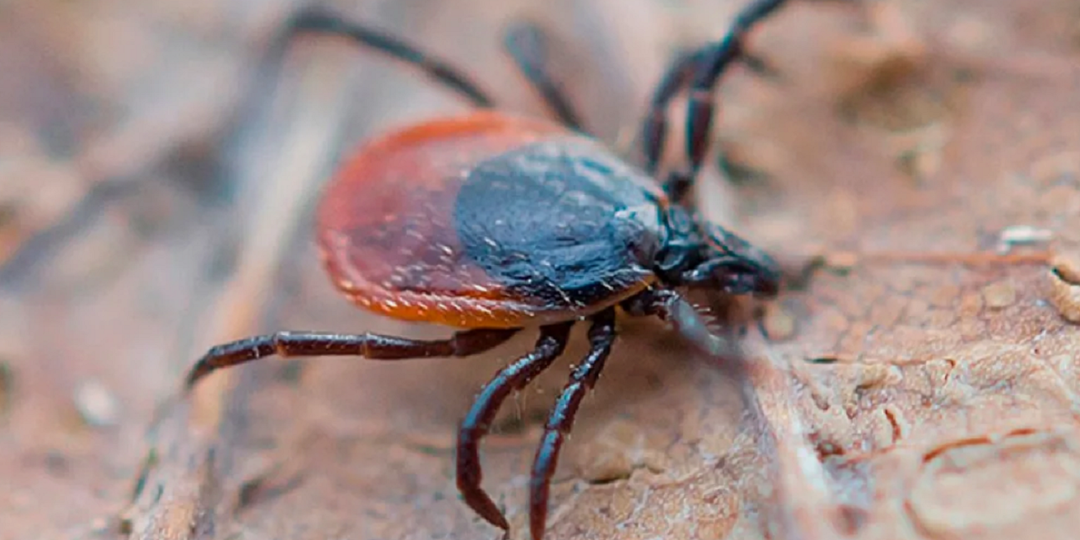 «Они бегут без оглядки от 10 запахов»: Перепробовала кучу трюков для защиты от клещей, но лучше этих не нашла