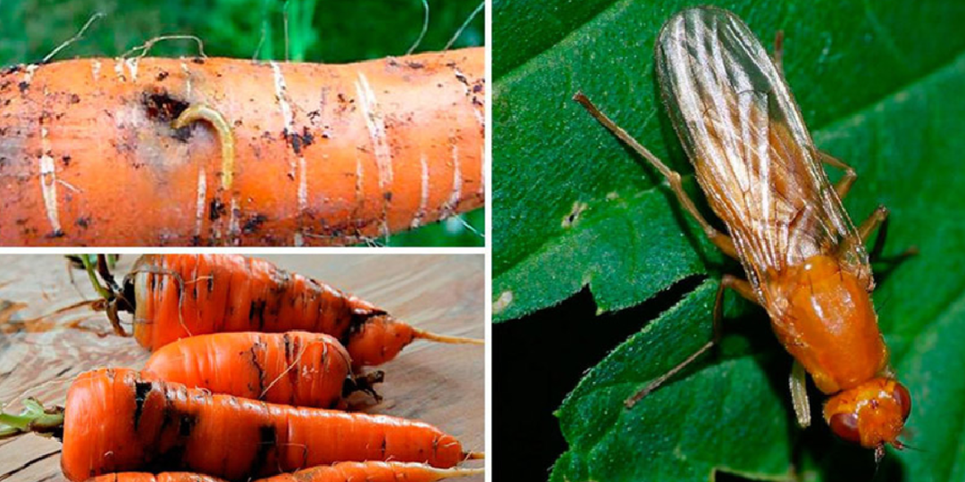 Морковь всегда вырастает большой и сладкой! Бабушкины хитрости выручают