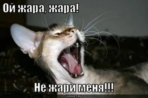 Фото из интернета. Вот и у  нас в квартирах жарища!