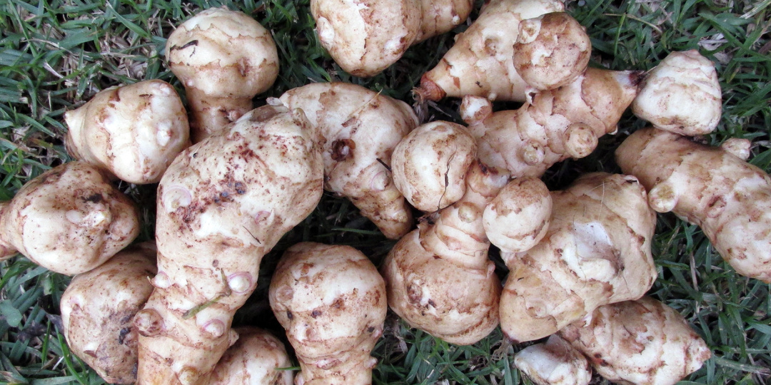 Забытый советский овощ спасет от "плохого" холестерина