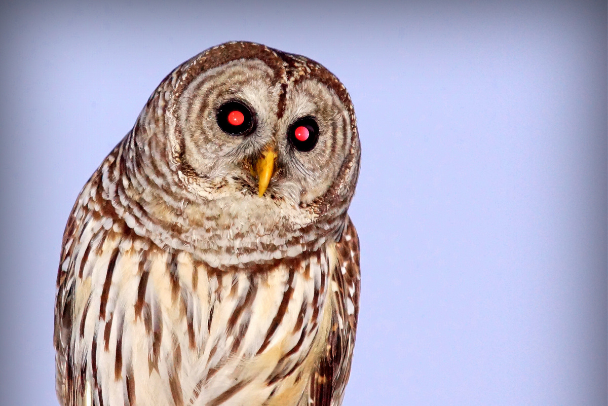     Эффект красных глаз: почему от вспышки на фотографиях краснеют зрачки