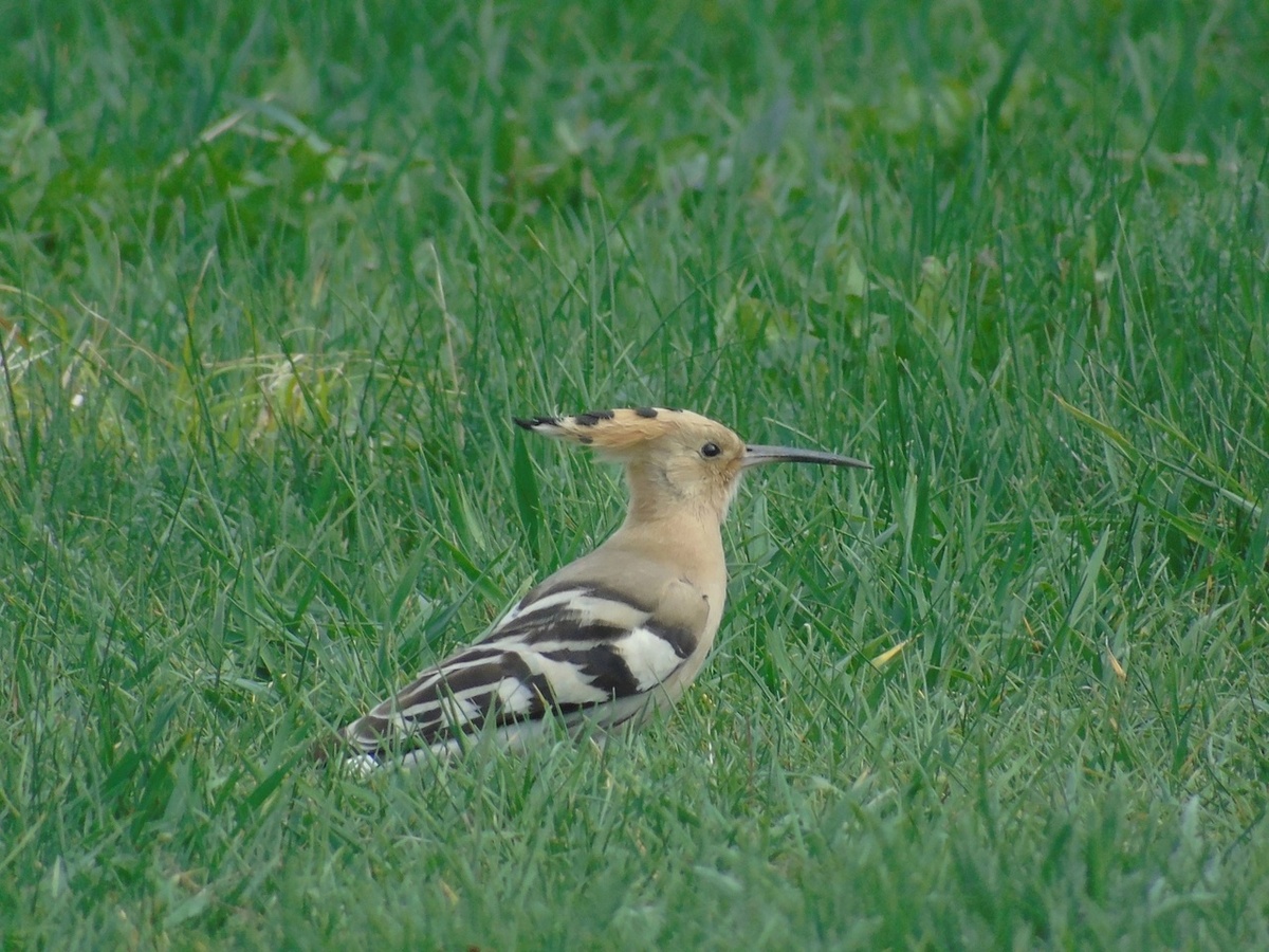    Вот удод: в Курской области замечена яркая и необычная птица