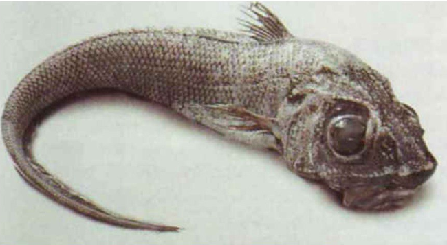 Поднимите мне веки!