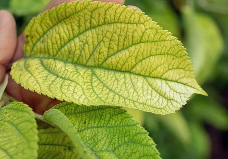 Хлороз верхних листьев межжилковый